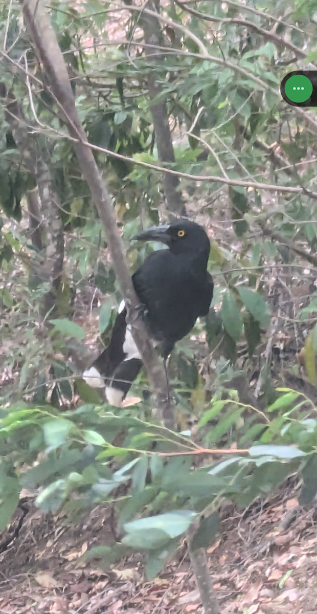 flétňák stračí - ML646630288