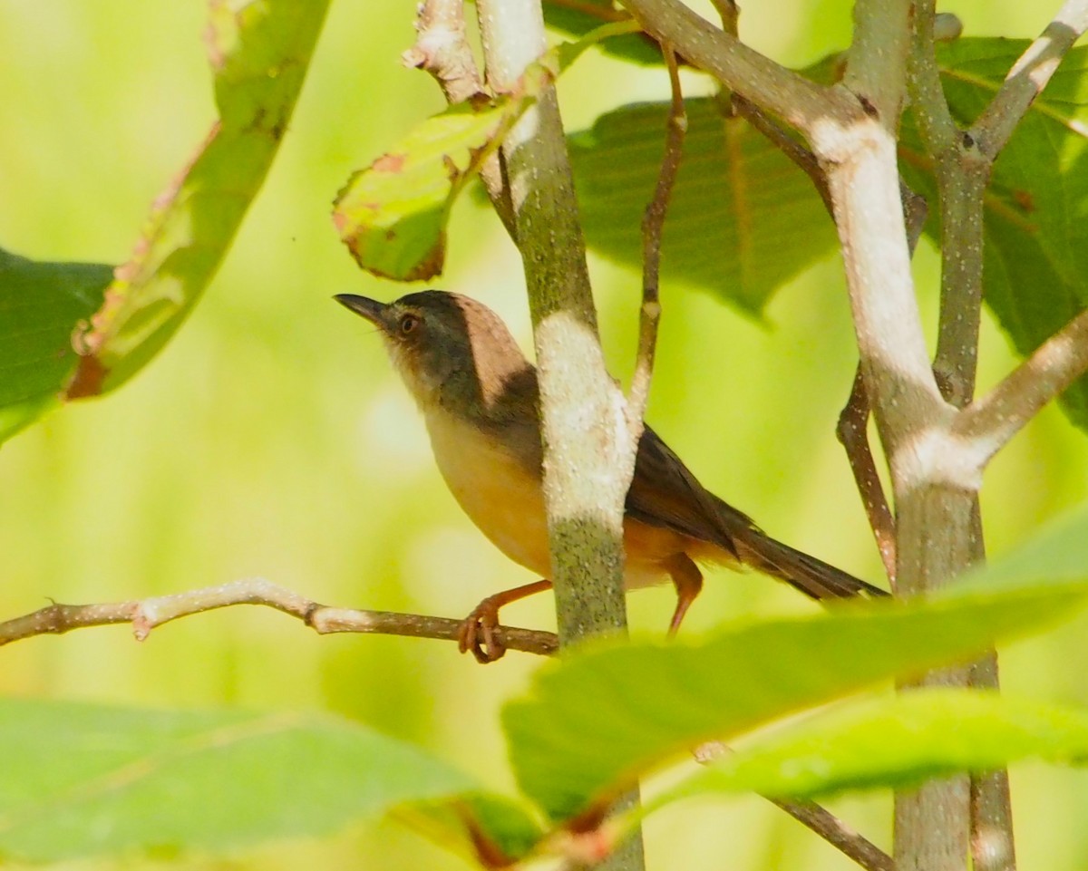 Принія жовточерева - ML646630289