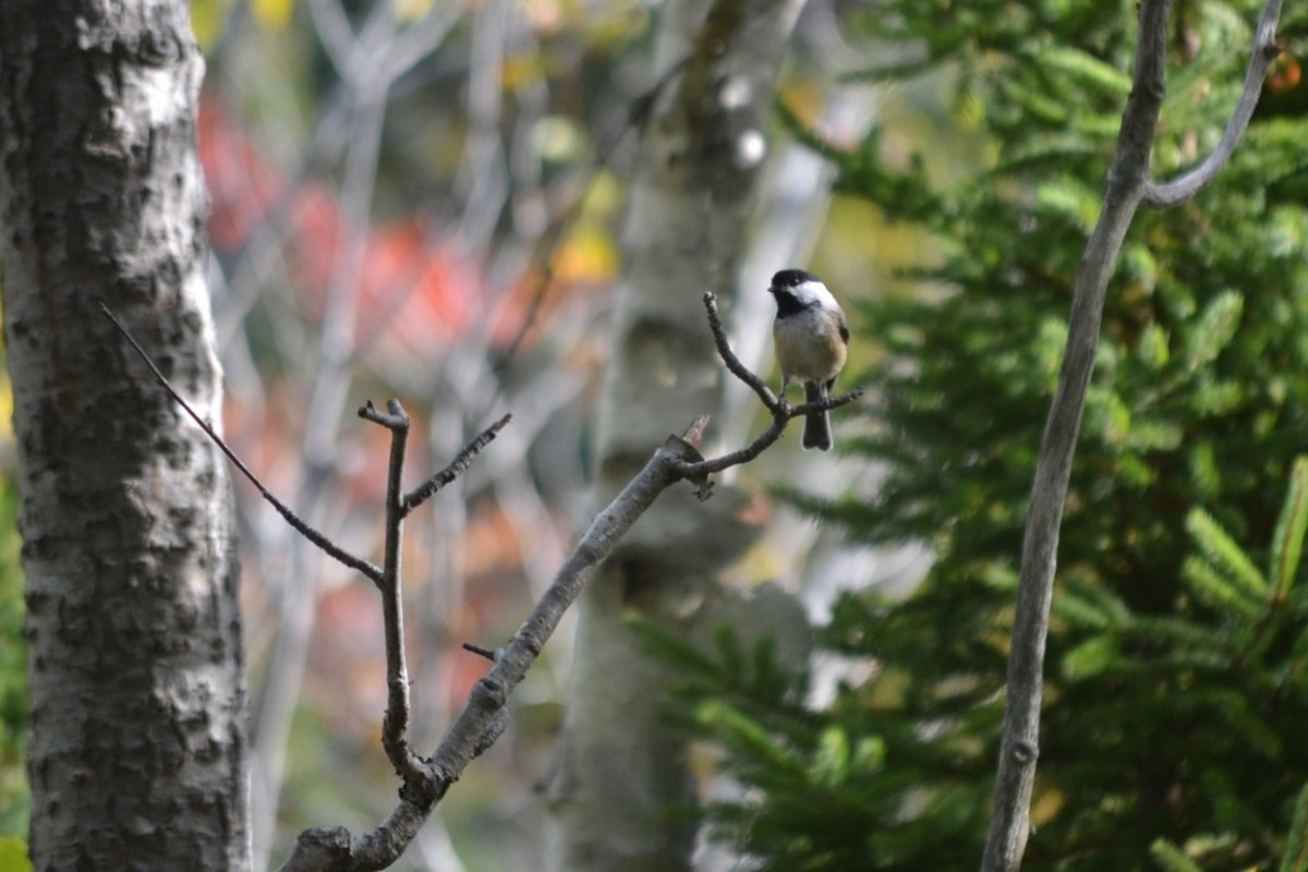 Black-capped Chickadee - ML646630291