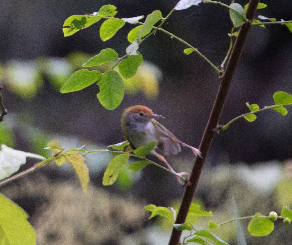 Dunkelkehl-Schneidervogel - ML646630294