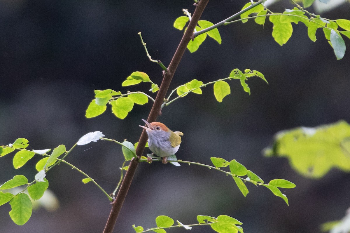 Dunkelkehl-Schneidervogel - ML646630295