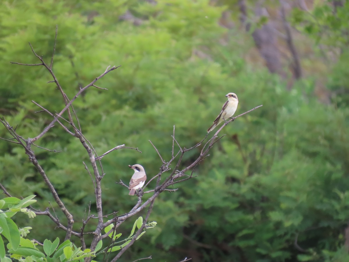 Lesser Gray Shrike - ML646630296
