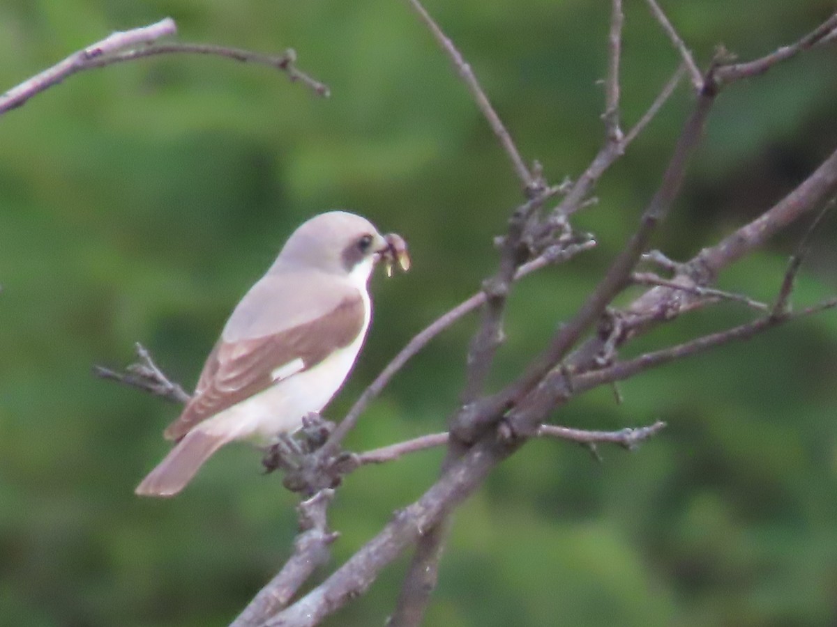 Lesser Gray Shrike - ML646630299