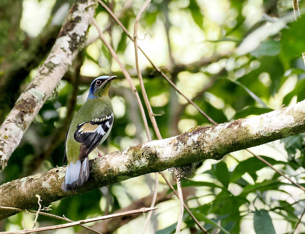 Green Cochoa - ML646630302