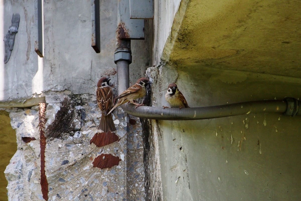 Горобець польовий - ML646630303