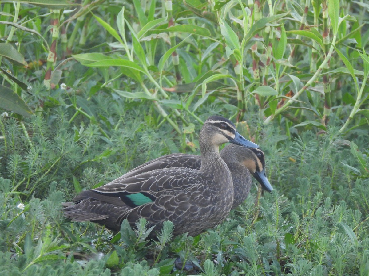 Pacific Black Duck - ML646630304