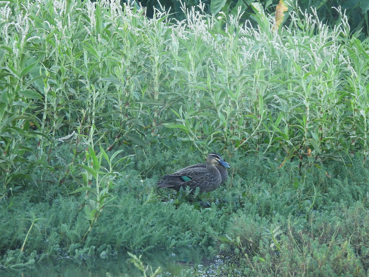 Pacific Black Duck - ML646630305