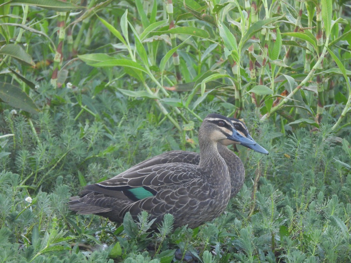 Pacific Black Duck - ML646630306