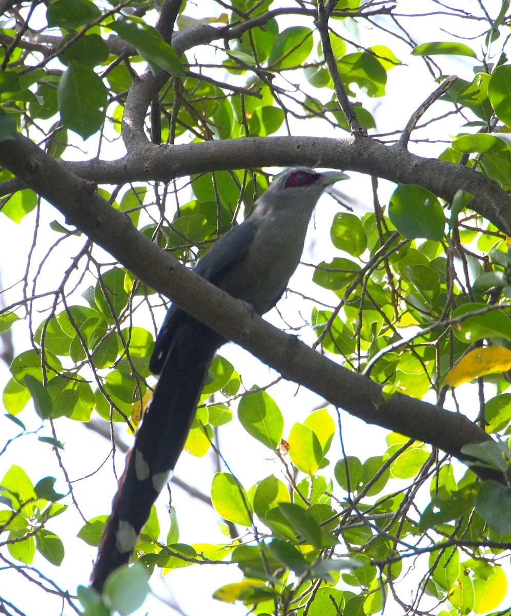 Кокиль - ML646630308