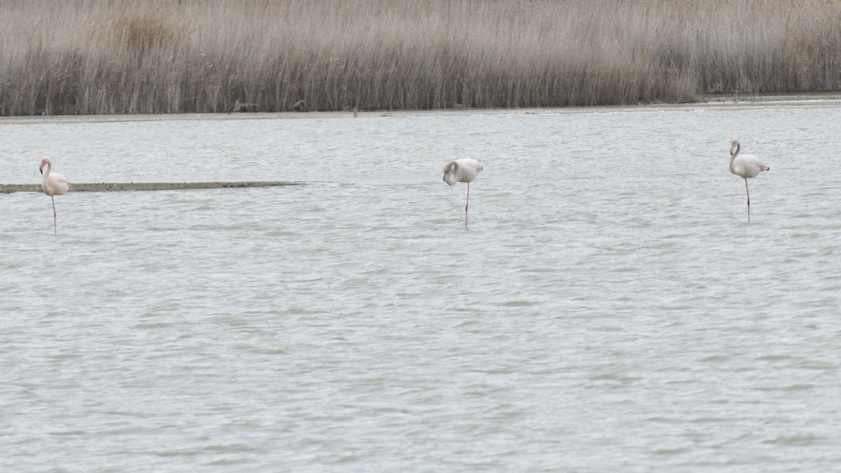Greater Flamingo - ML646630311
