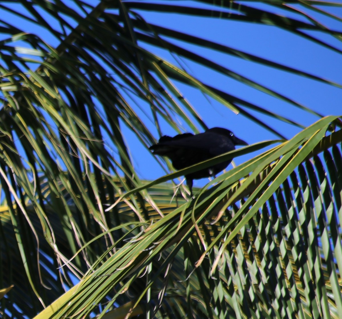 Torresian Crow - ML646630313