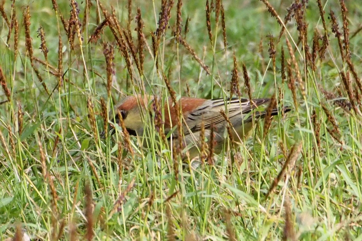 Горобець оливковий - ML646630315
