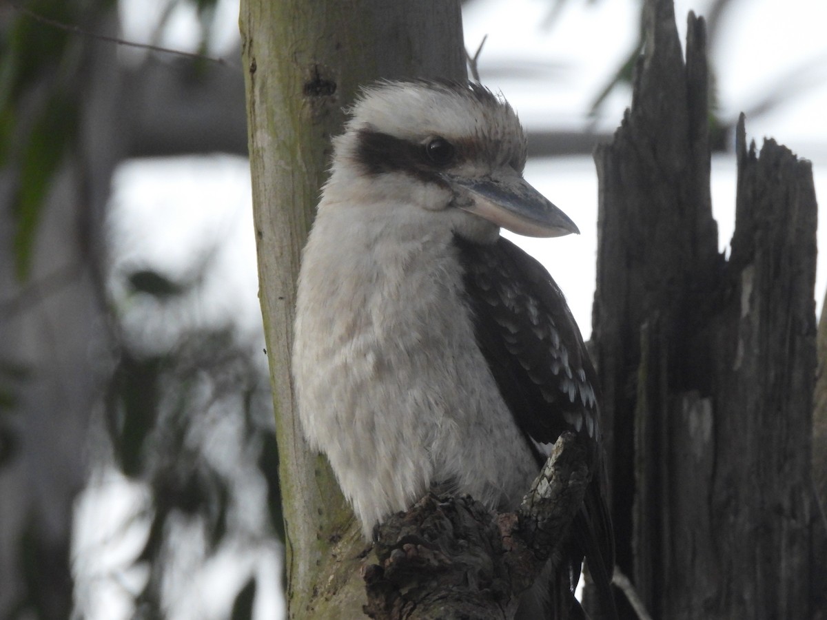Laughing Kookaburra - ML646630316