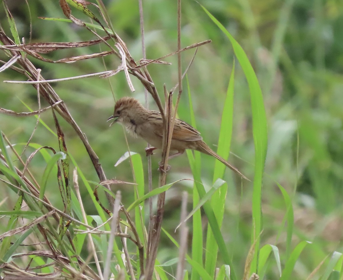 nymfesanger - ML646630317