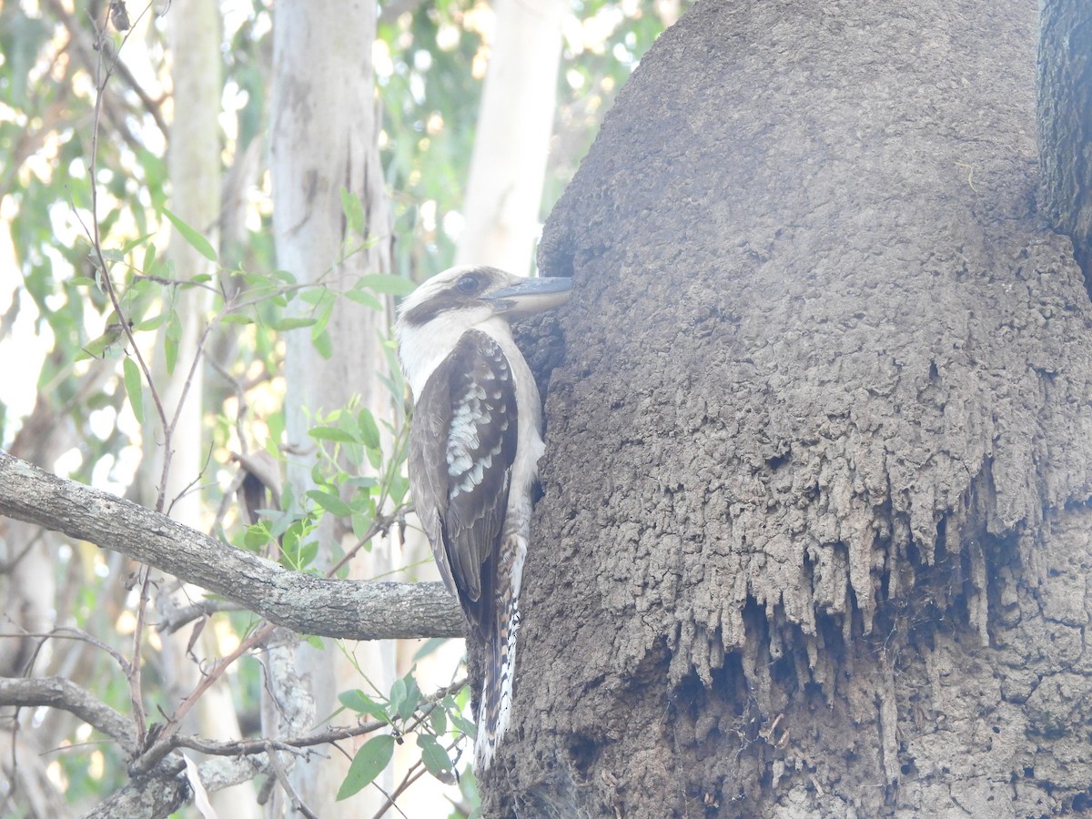 Laughing Kookaburra - ML646630318