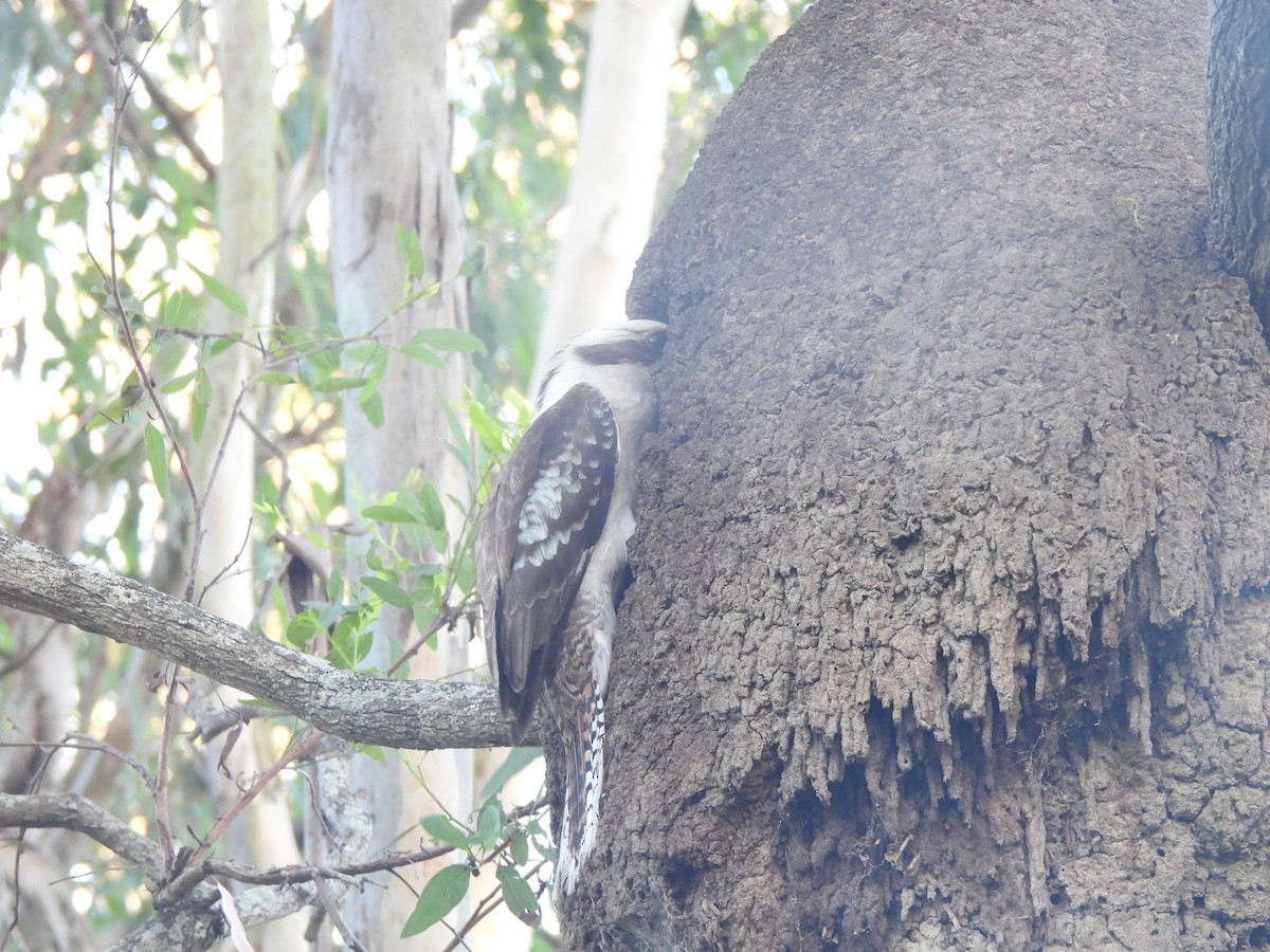 Laughing Kookaburra - ML646630319