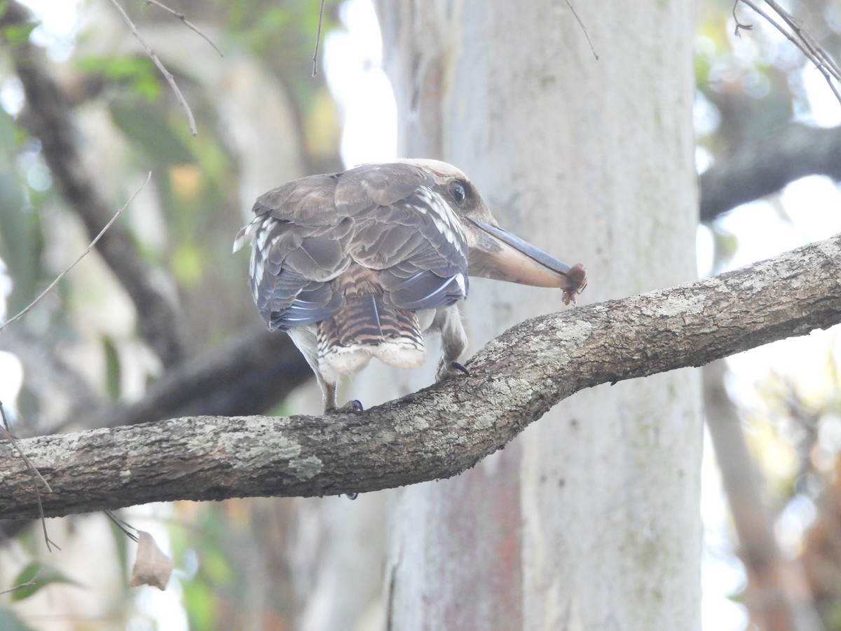 Laughing Kookaburra - ML646630320