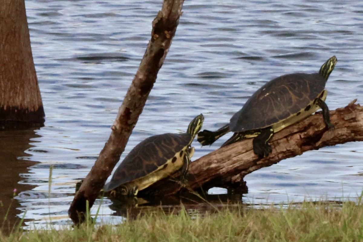 בעלי חיים - ML646630327