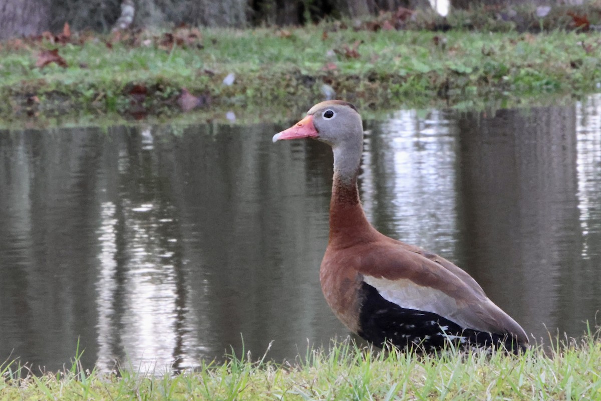 אווזון שחור-בטן - ML646630330