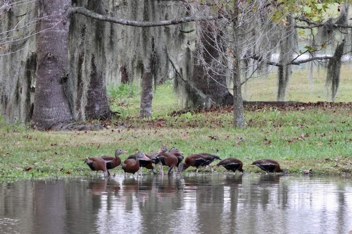 אווזון שחור-בטן - ML646630331
