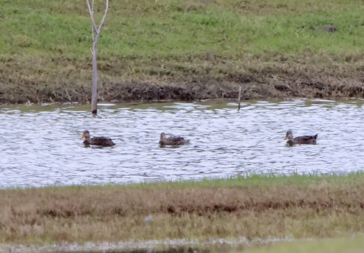Mallard/Mottled Duck - ML646630332