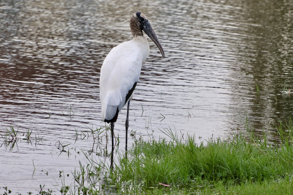 Wood Stork - ML646630335