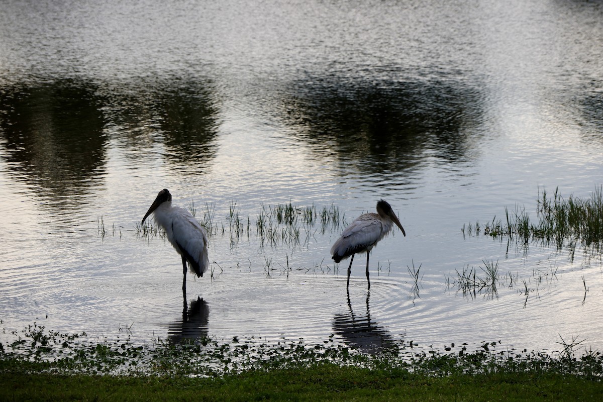 Wood Stork - ML646630336