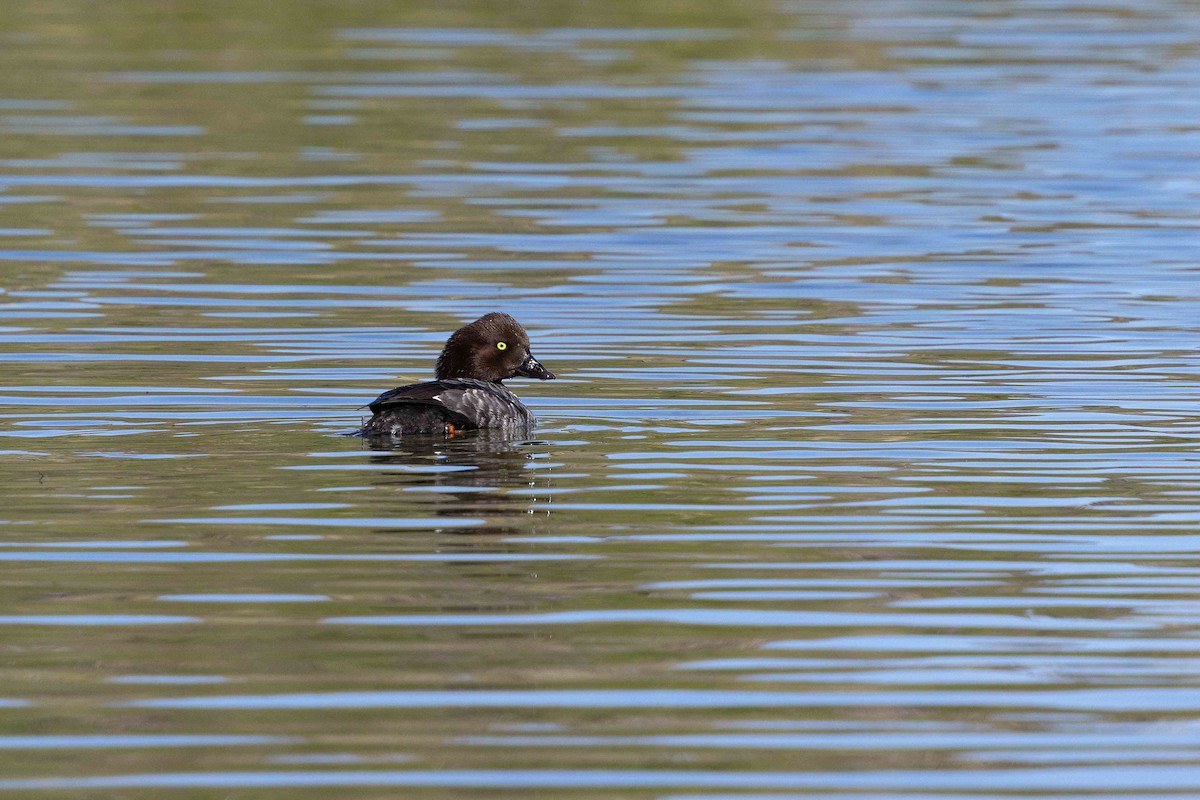 キタホオジロガモ - ML646630337