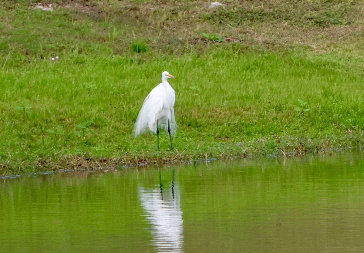 לבנית גדולה - ML646630338
