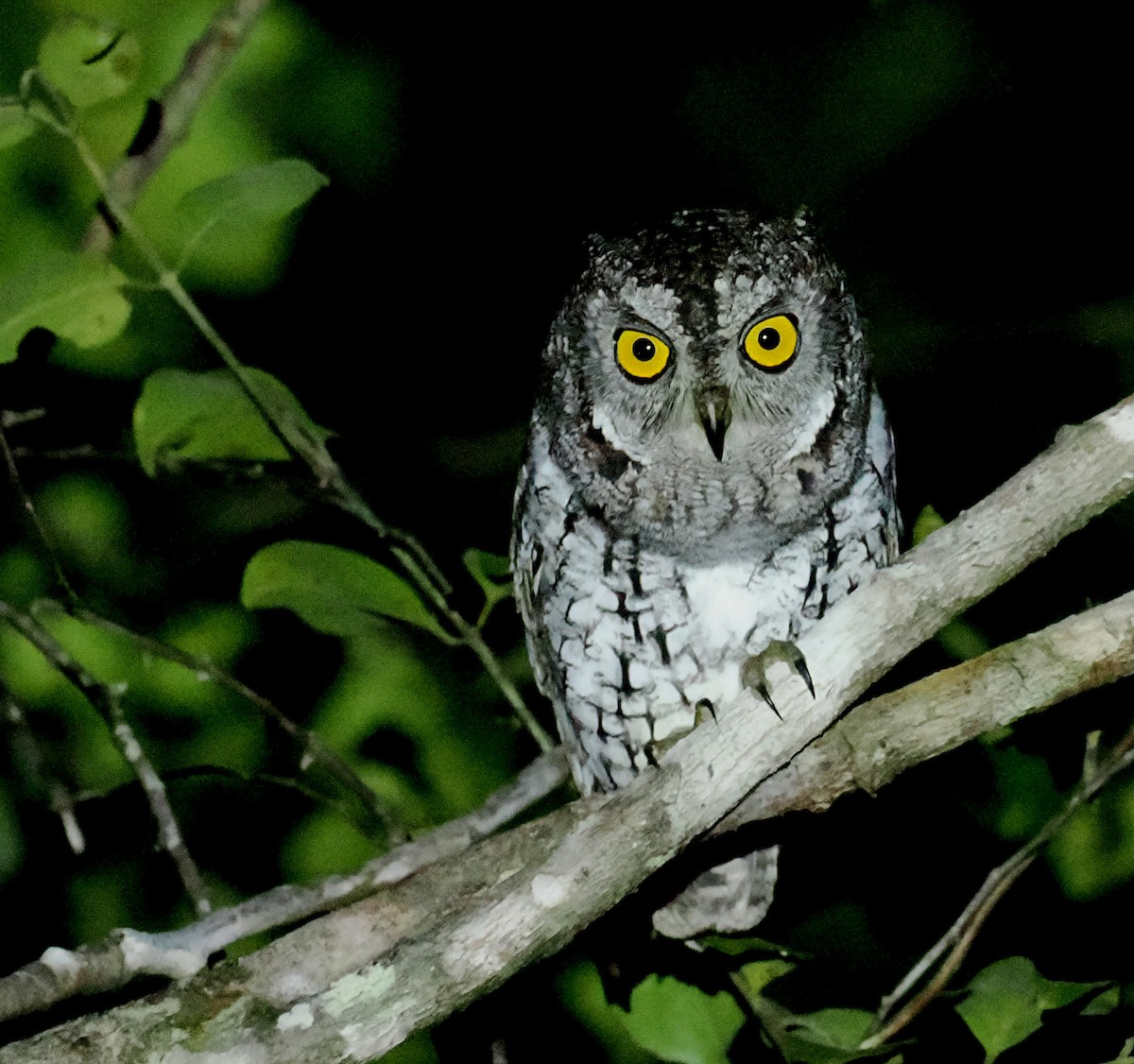 Oriental Scops-Owl - ML646630339