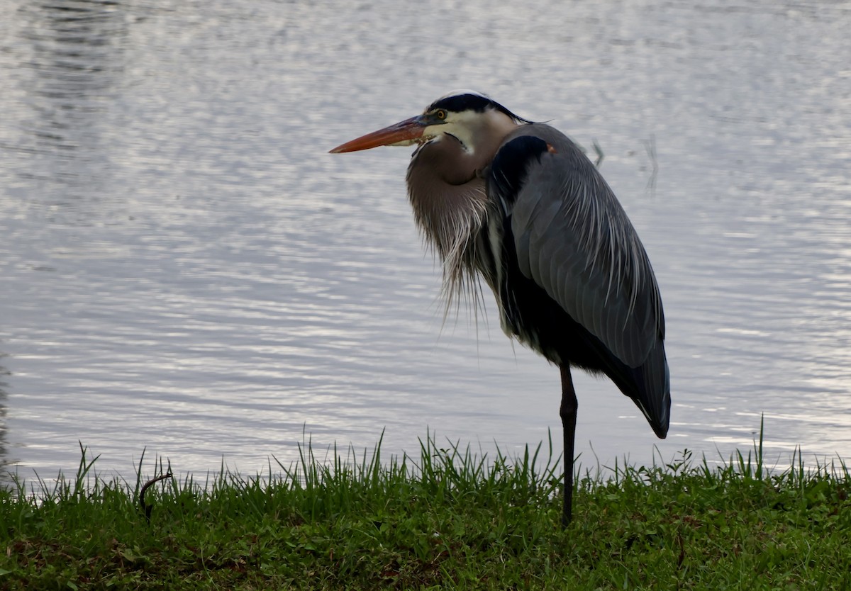 אנפה אמריקנית - ML646630352