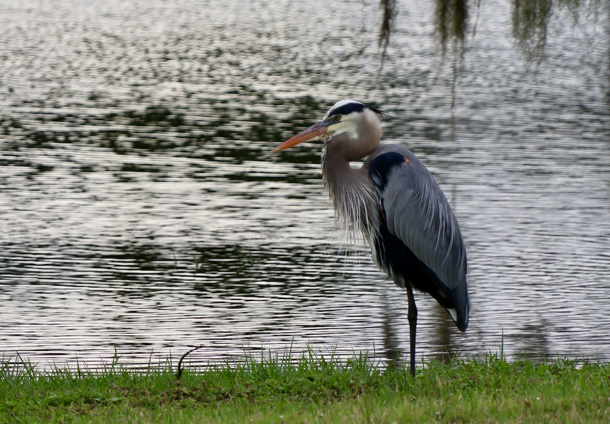 אנפה אמריקנית - ML646630353