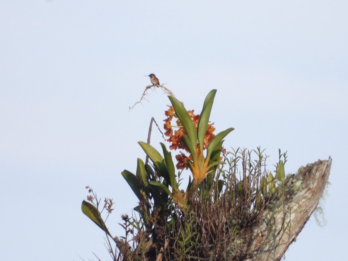 White-bellied Woodstar - ML646630354