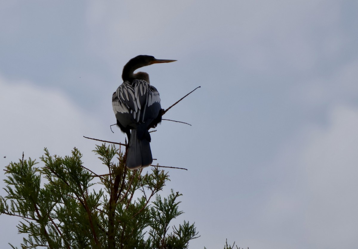נחשון אמריקני - ML646630356