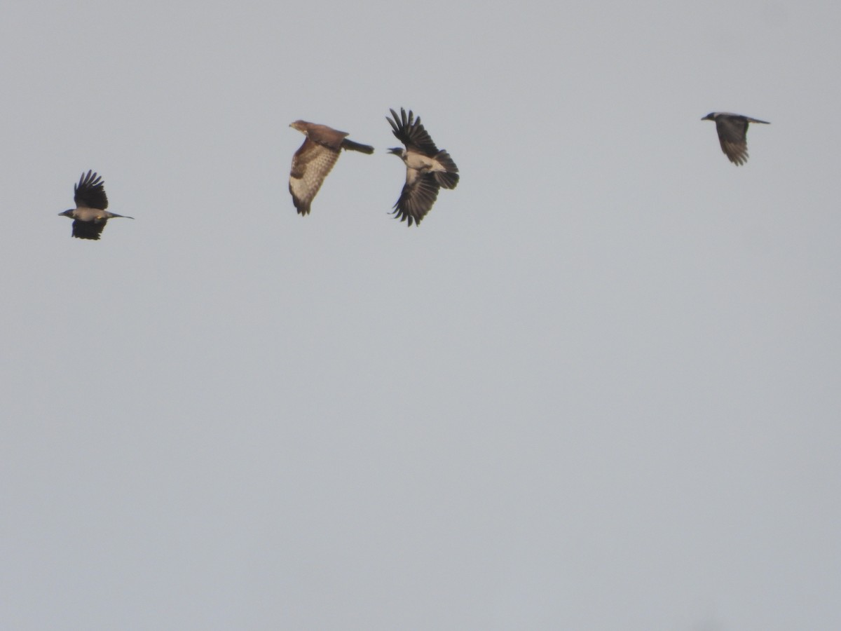 Common Buzzard - ML646630357