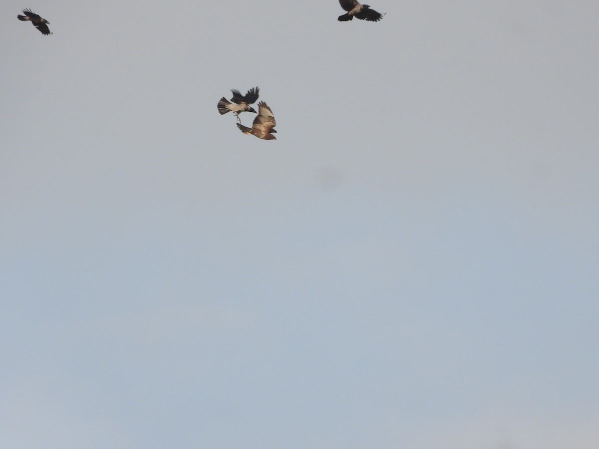 Common Buzzard - ML646630358