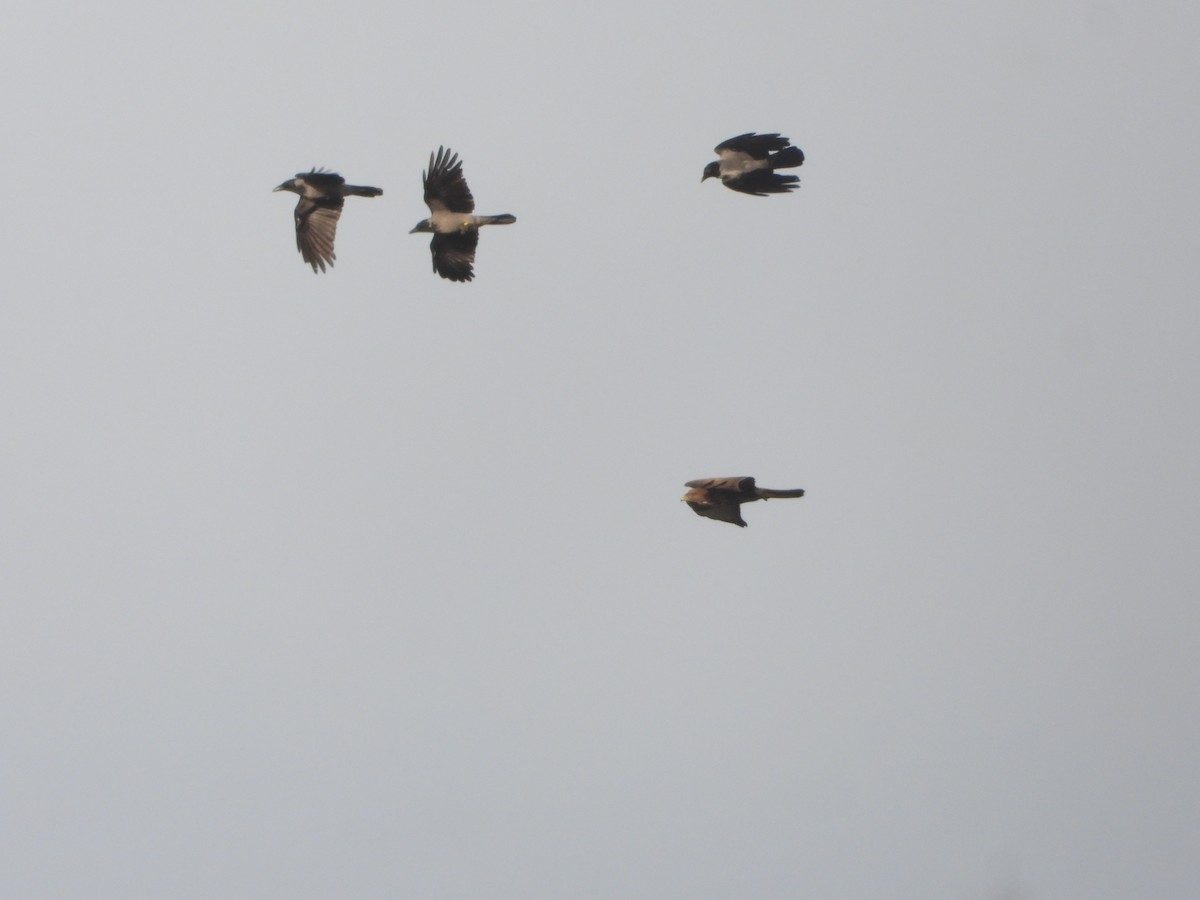 Common Buzzard - ML646630359
