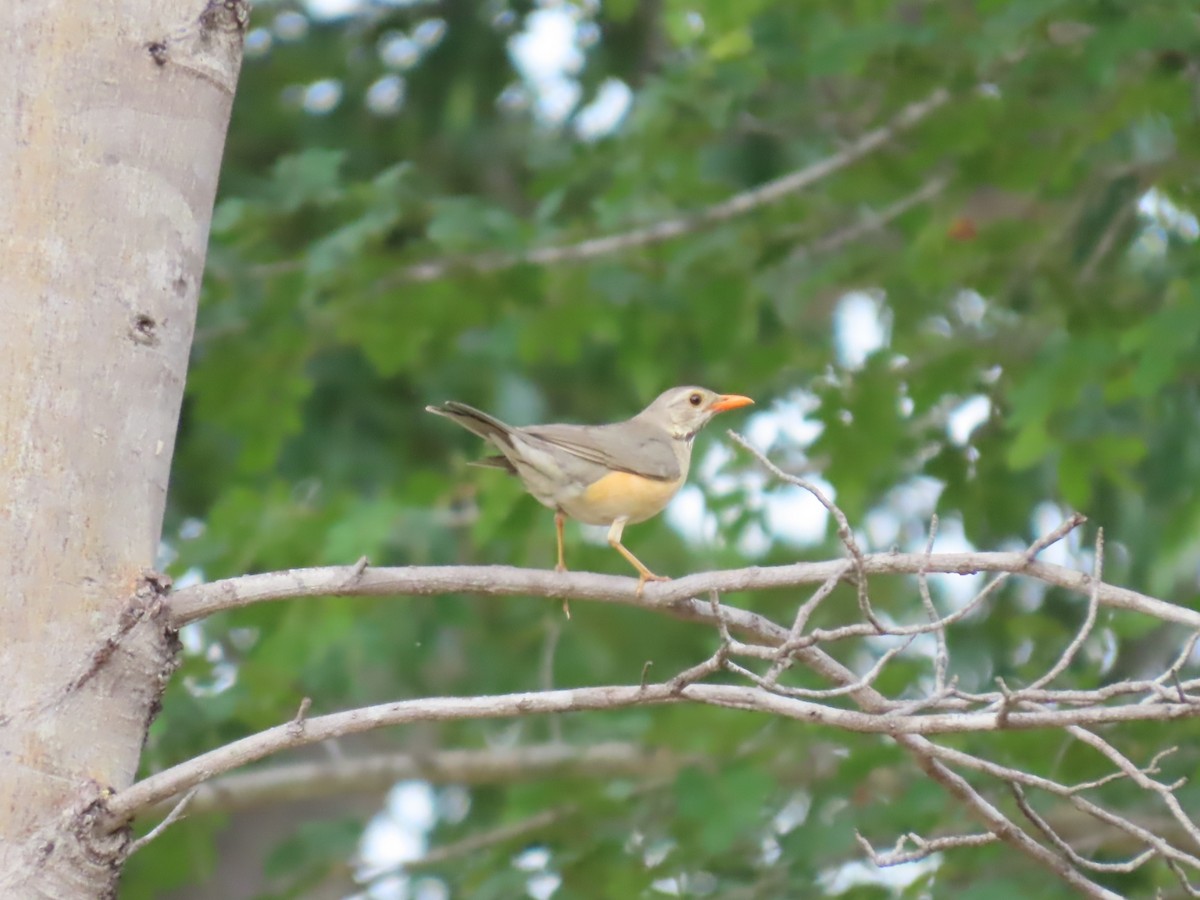 drozd rudozobý - ML646630360