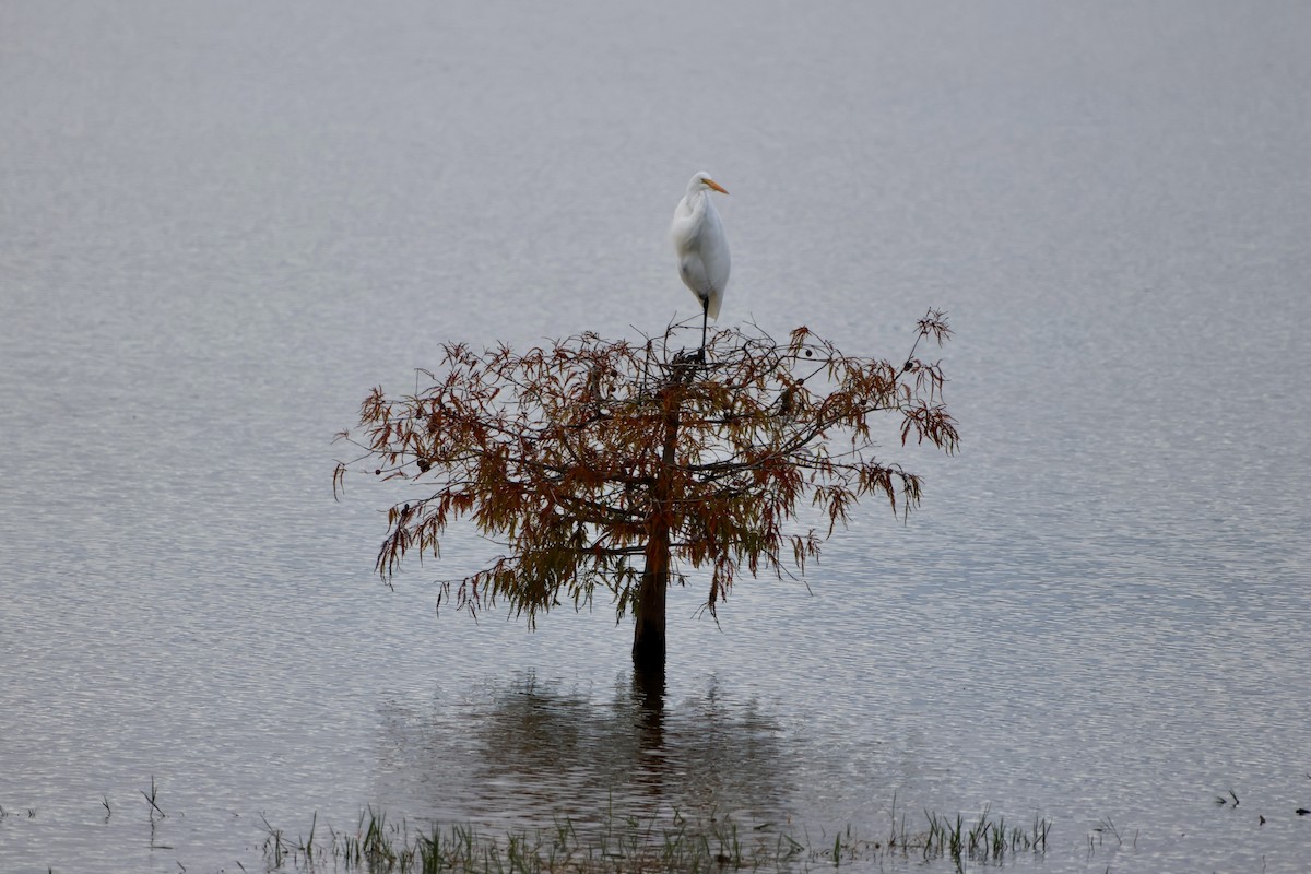 לבנית גדולה - ML646630361