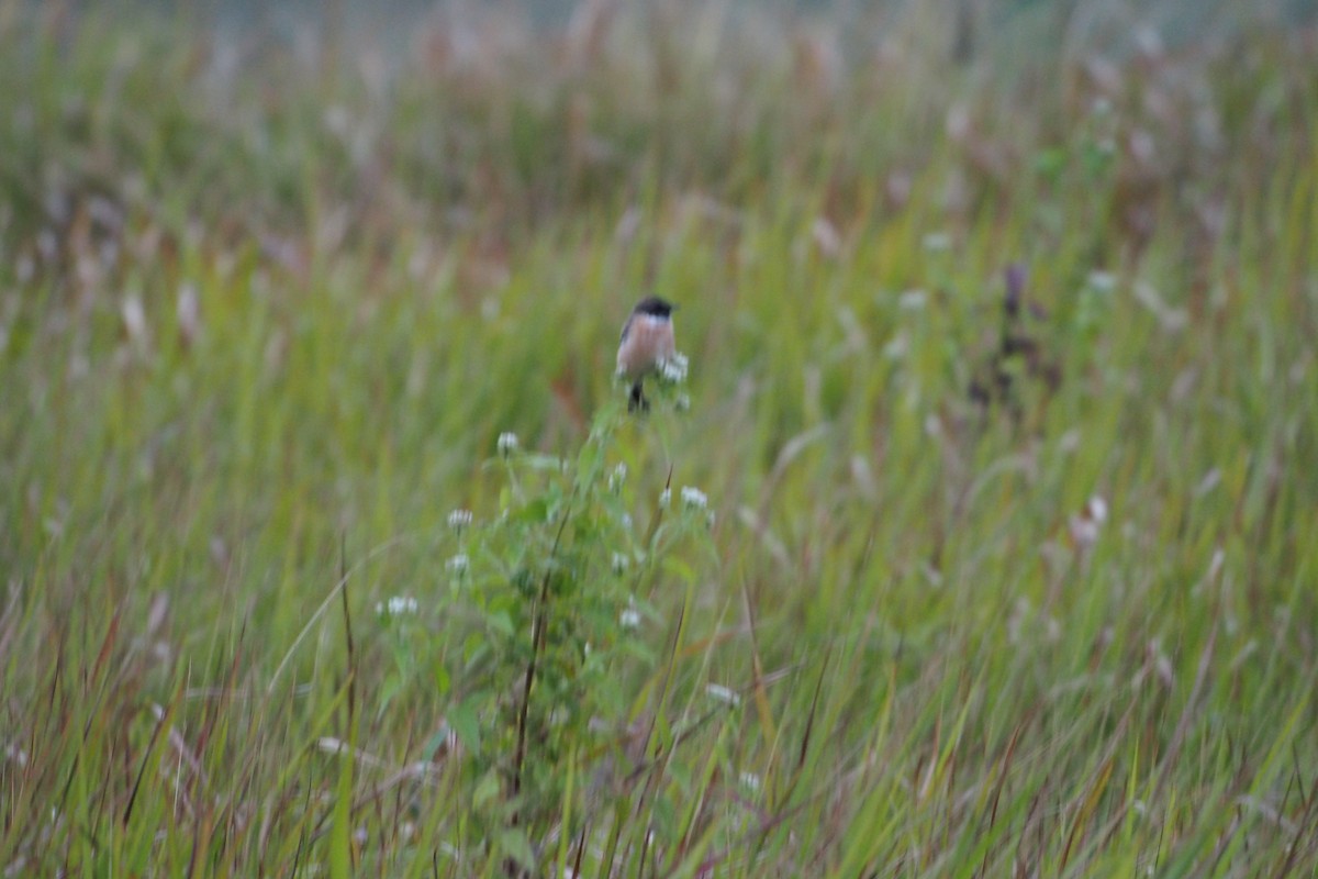 Трав'янка східна - ML646630362