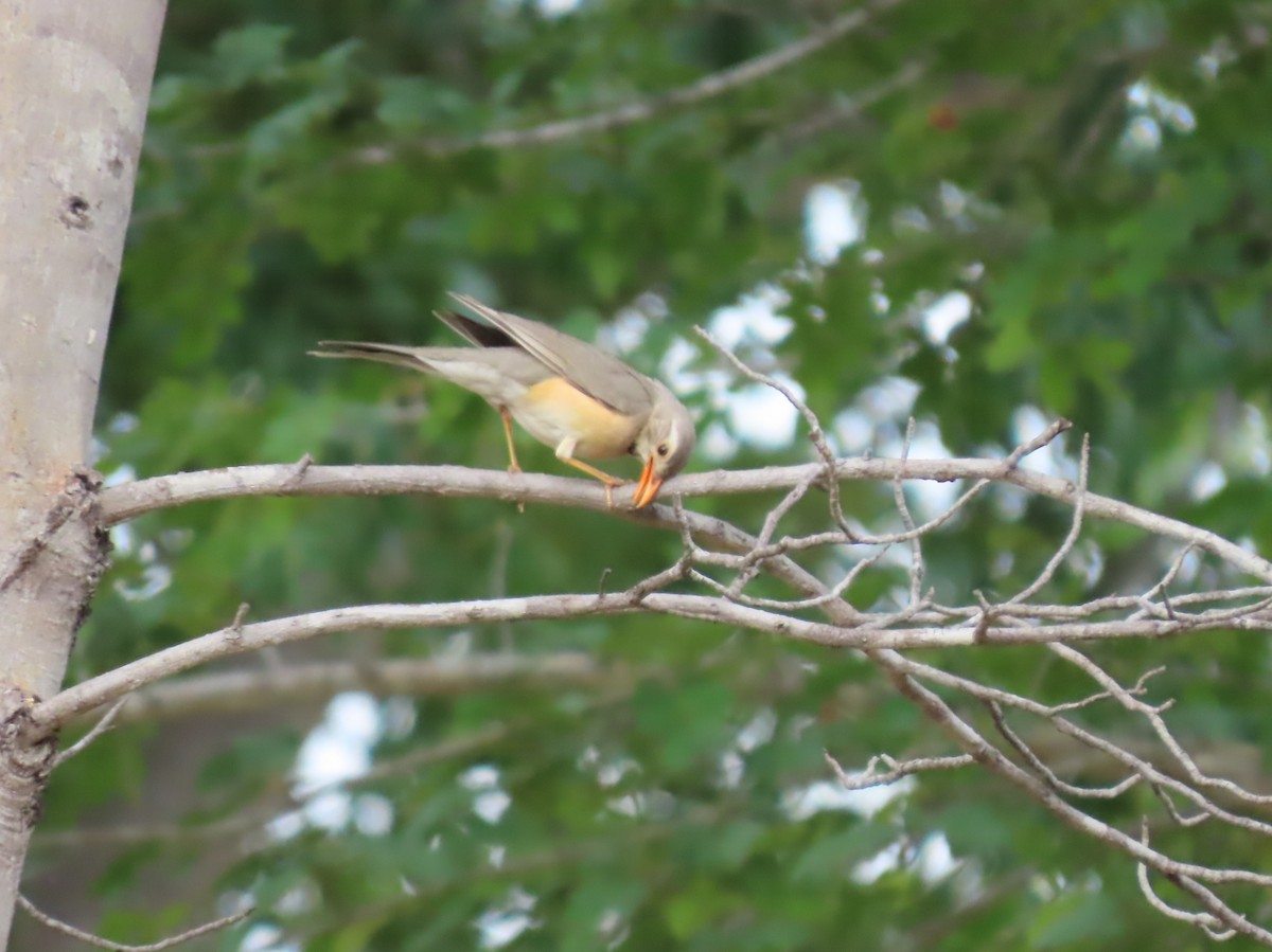 drozd rudozobý - ML646630366