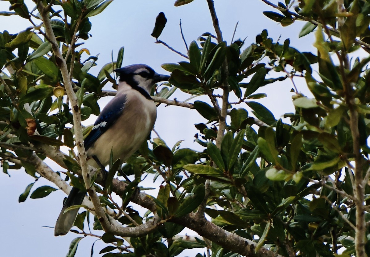 Blue Jay - ML646630367