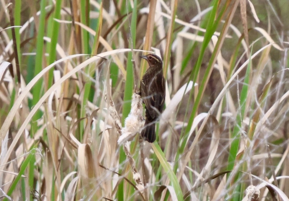 שחרורית אדומת-כנף - ML646630371
