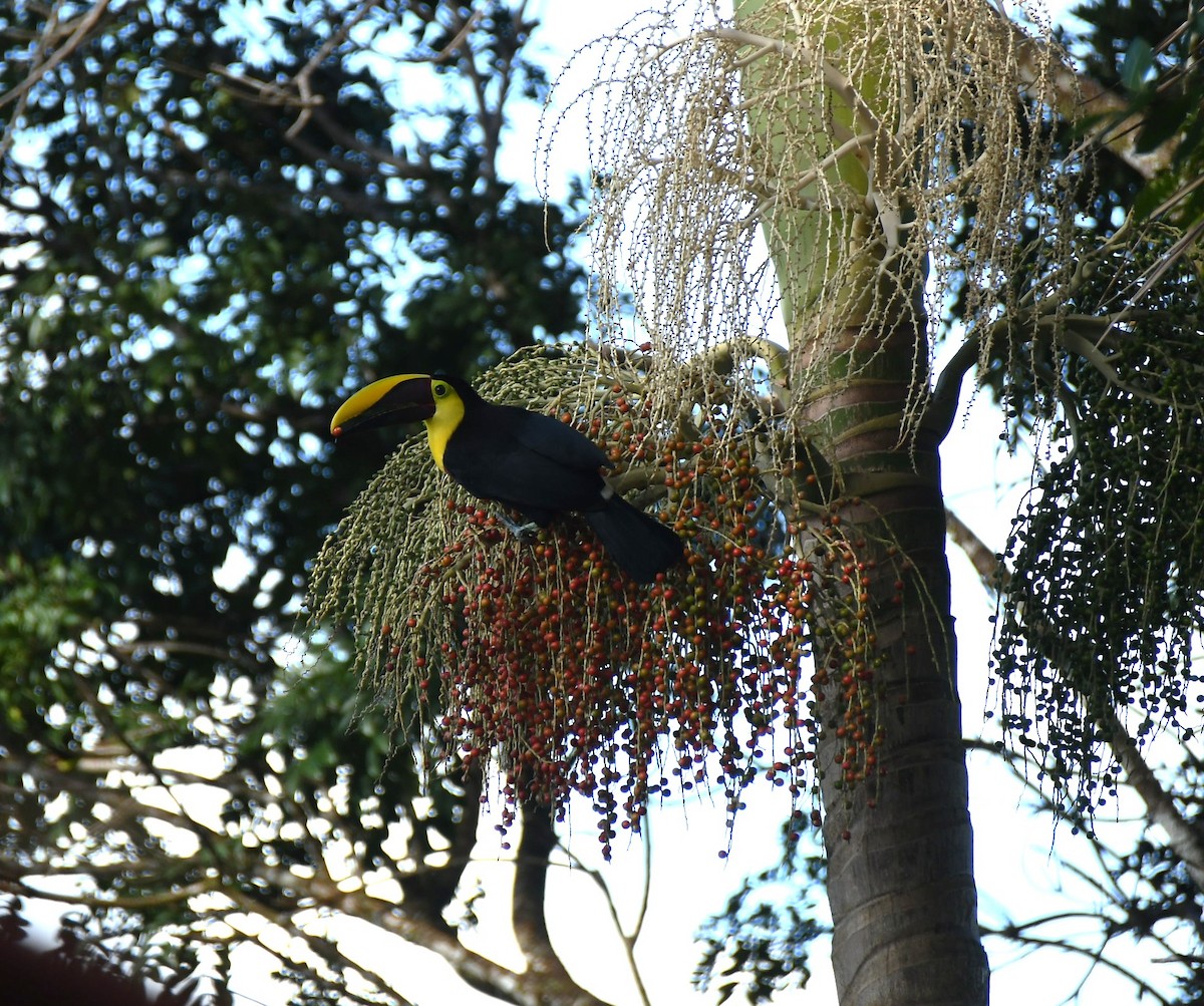 ニショクキムネオオハシ - ML646630373