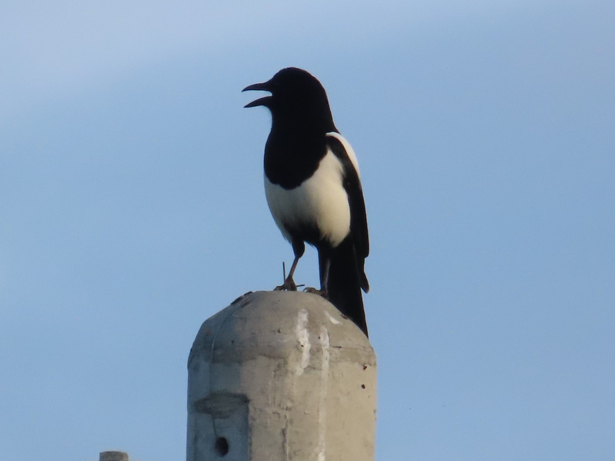 Orientelster - ML646630376