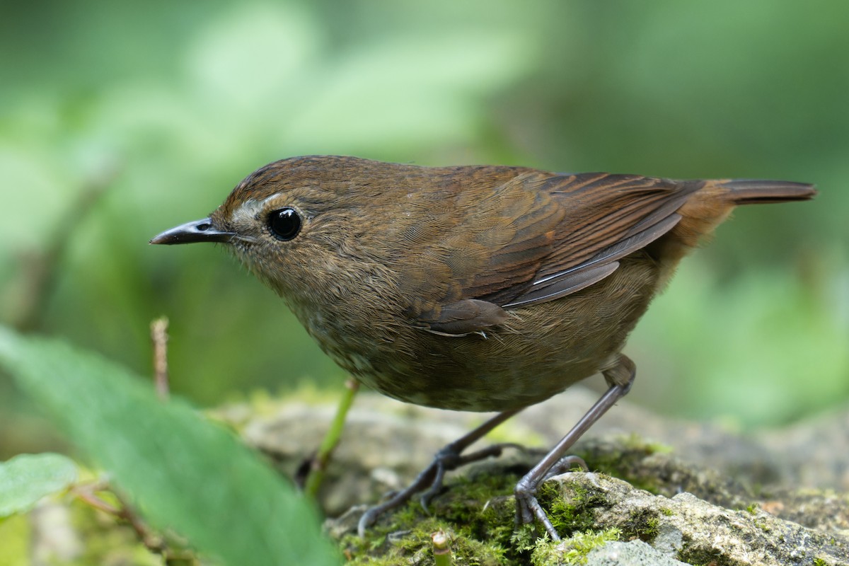 Lesser Shortwing - ML646630394