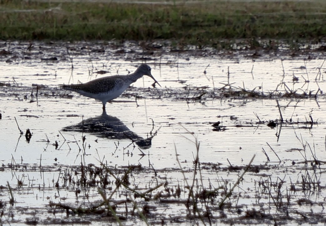 ביצנית עקודה - ML646630398