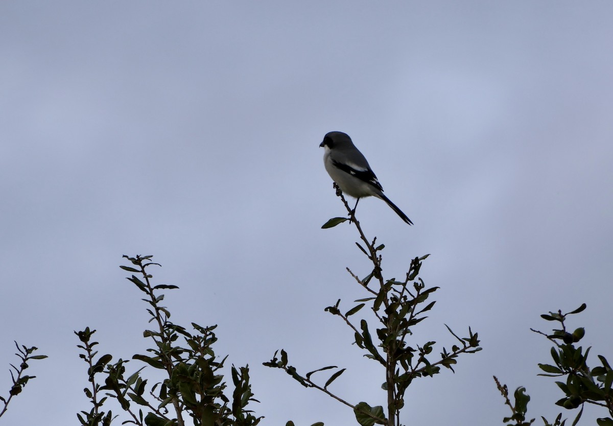 Louisianawürger - ML646630402