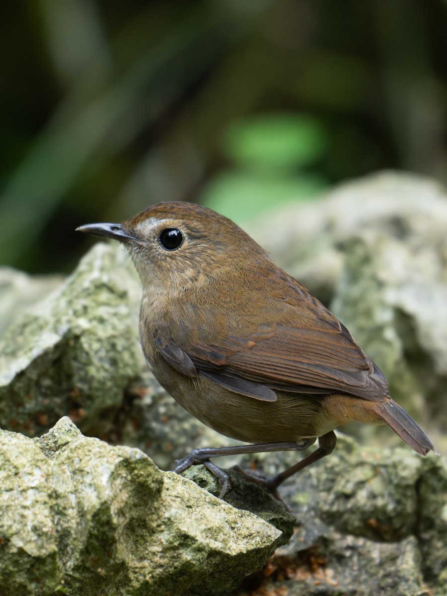 Lesser Shortwing - ML646630403