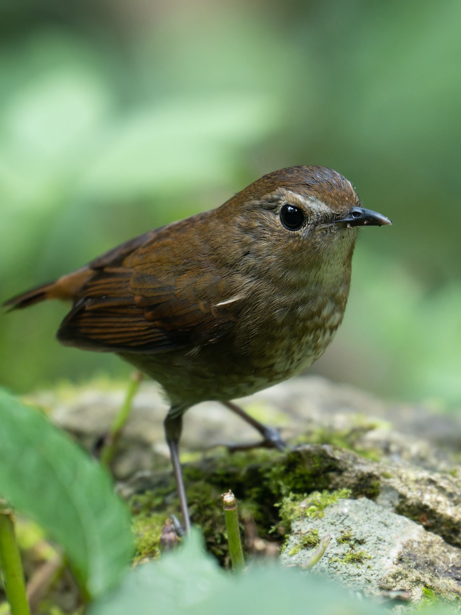 Lesser Shortwing - ML646630404